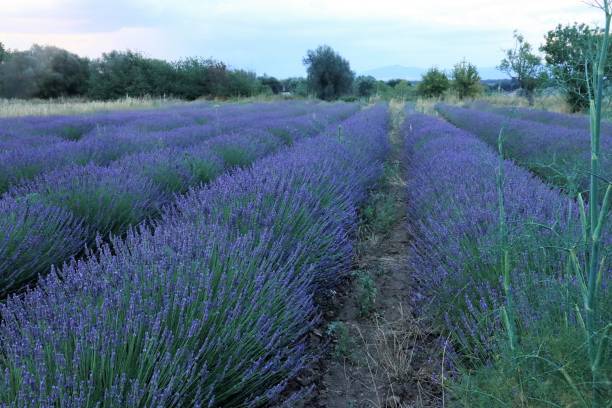 istock Fields of lavender, Tuscania, Italy 1256316194