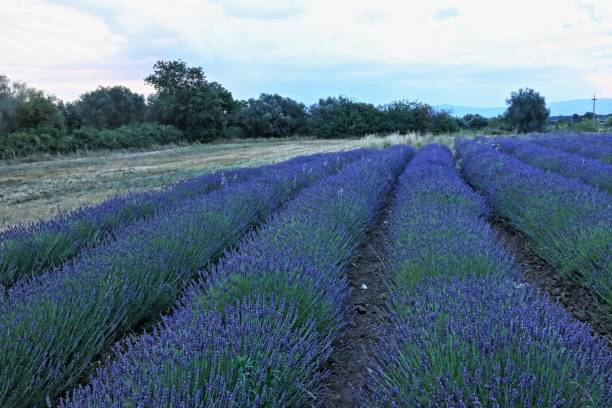 istock Fields of lavender, Tuscania, Italy 1256316196