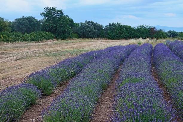 istock Fields of lavender, Tuscania, Italy 1256316197