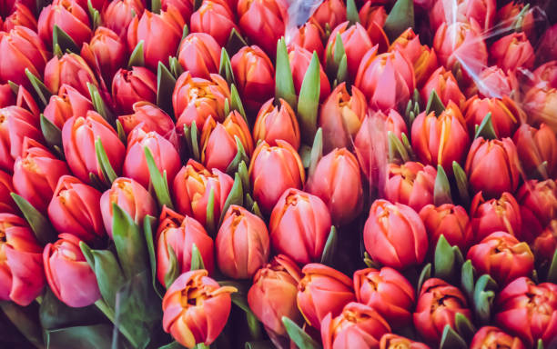 close-up of flowers blooming outdoor - 4865 imagens e fotografias de stock