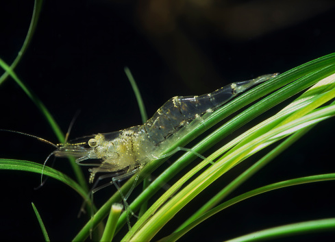freshwater grass shrimp on aquatic vegetation.