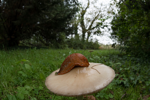 Red slug on mushroom (Arion rufus)