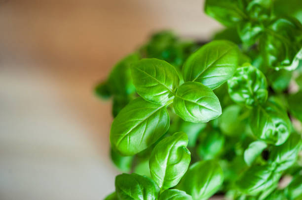 fresh basil herb in a brown pot on a wooden background, top view.