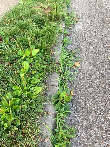 Weeds in residential district