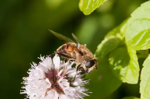 Photo of Hoverfly Eristalis tenax