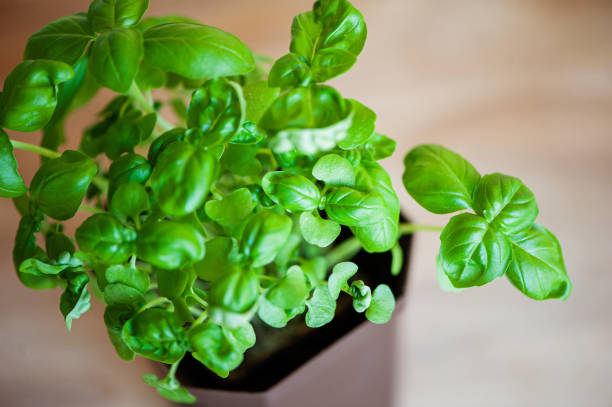 istock fresh basil herb in a brown pot on a wooden background, top view. 1256317282