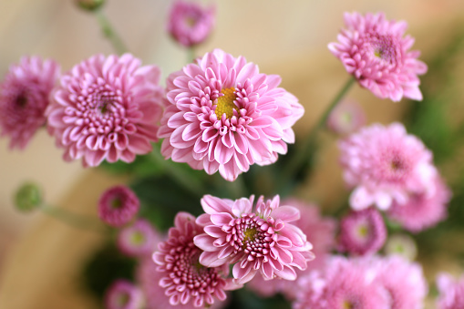 Close up of pink chrysanthemum blossom on spring season.  Bouquet of beautiful soft pink flowers for Mothers day background, Valentines Day backgrounds or Birthday backdrop.