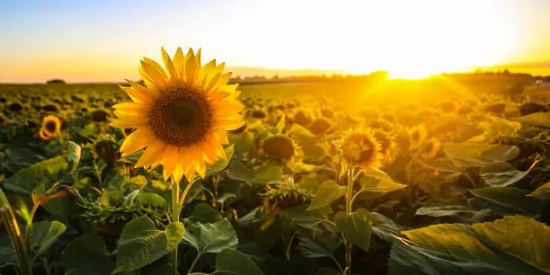 Beautiful sunflower field sunset.