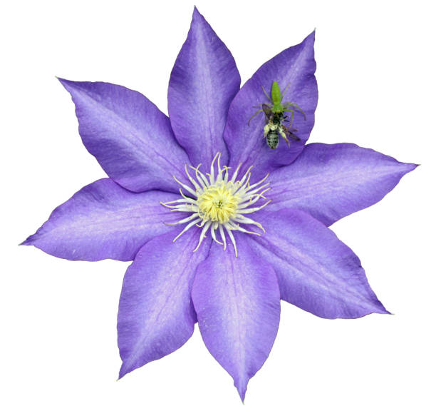 A green spider is eating a bee on a purple flower