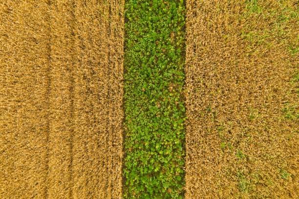 istock Fields with young sunflower and golden wheat. 1256318687