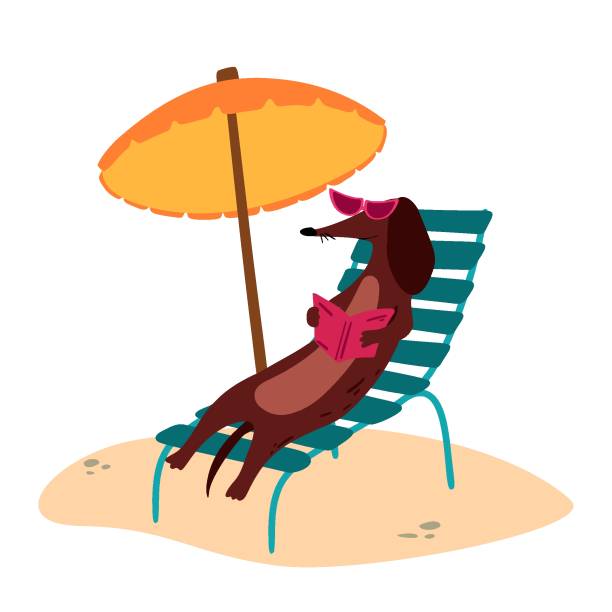 A vector illustration of a cute Dachshund wiener dog on a beach A vector illustration of a cute Dachshund wiener dog with sun umbrella and a book on a beach vienna sausage stock illustrations