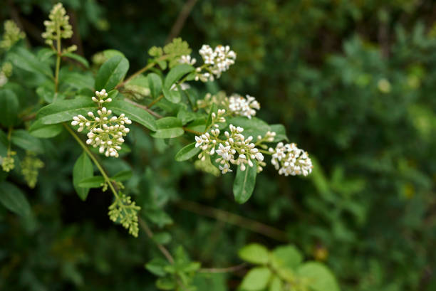 ligustrum vulgare - privet foto e immagini stock