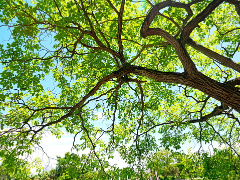 Tree branches with green leaves against sky on sunny day.