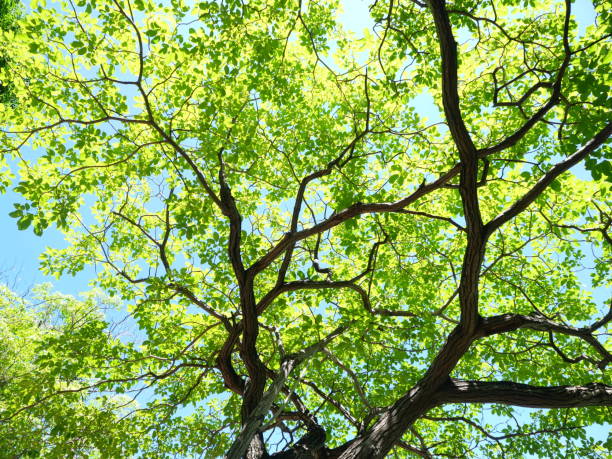 istock Low angle view of green tree in summer 1256319479