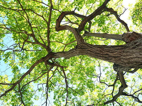 Tree branches with green leaves against sky on sunny day.