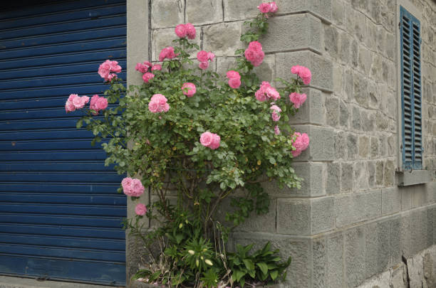 Roses are overwhelmingly cultivated to appreciate the flowers. In addition, \