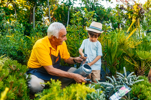 Grandfather with grandson gardening together, watering flowers.