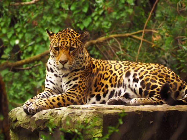 Jaguar (Panthera all) Close-up view of a Jaguar jaguar stock pictures, royalty-free photos & images