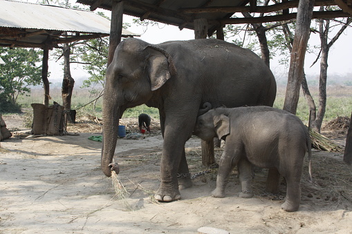Herd of Asian elephants in the wild in Sri Lanka