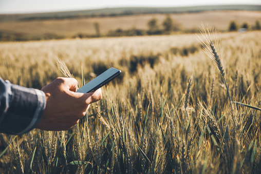 Photo. Hands of a farmer holding a phone and using Internet in wheat field. Smart farming using modern technologies in agriculture. Harvesting, organic farming concept.