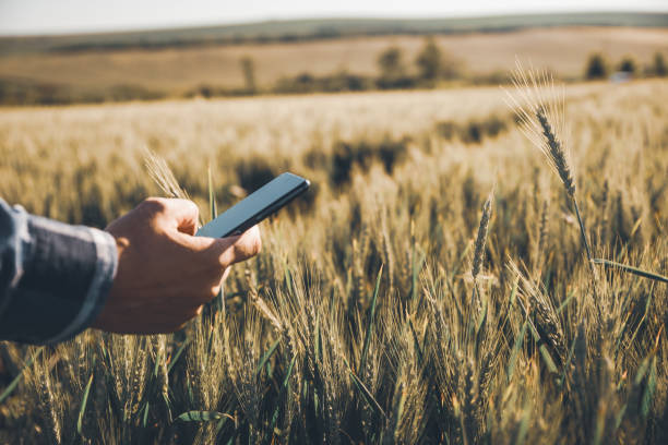 Unrecognizable Young Farmer use a smartphone in the wheat field stock photo