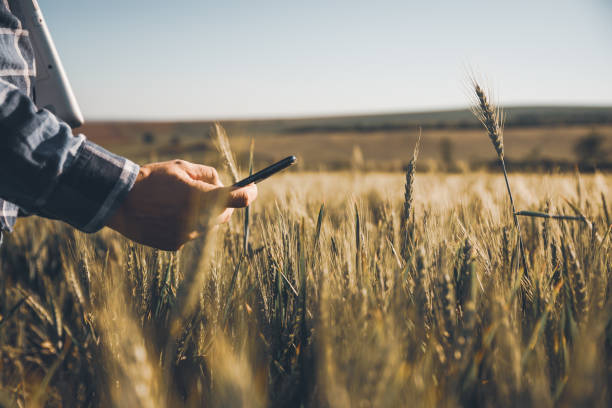 Unrecognizable Young Farmer use a smartphone in the wheat field stock photo