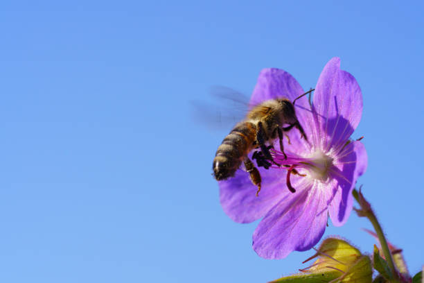 istock Honeybee collecting pollen from purple wildflower 1256322551