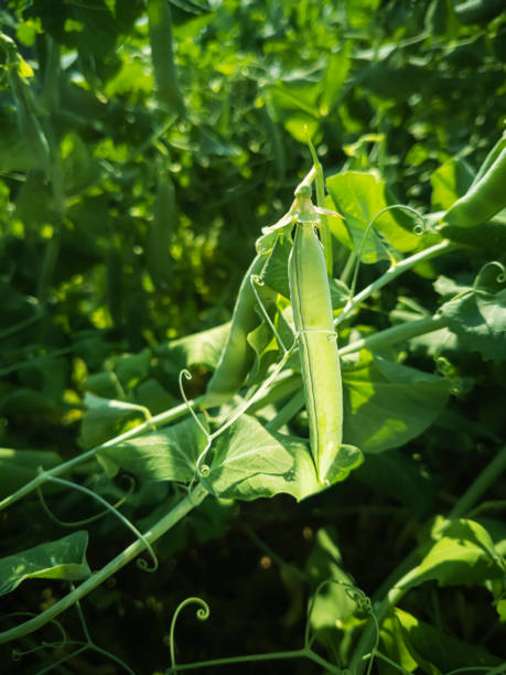 istock Pea pods hang on a branch. 1256323646