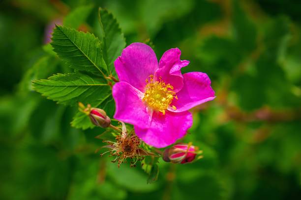 istock Close Up Pink Summer Flowers 1256323733