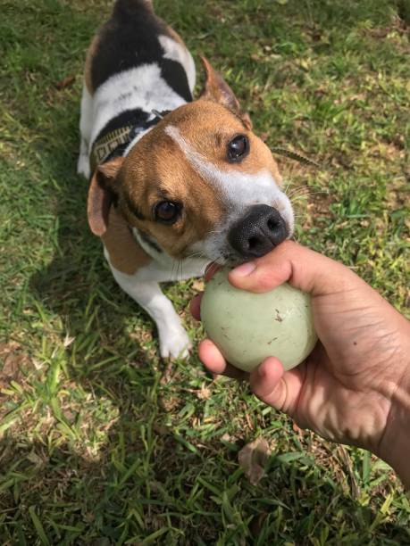 istock Jack russell terrier dog playing with his ball 1256324204