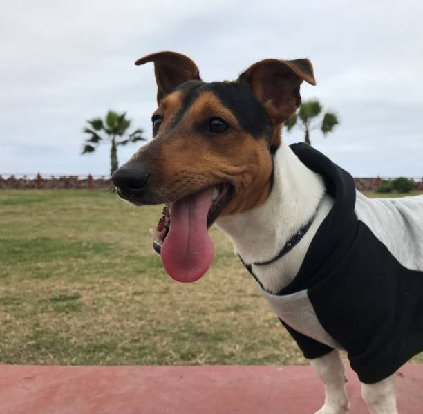 istock Happy jack russell terrier dog at the park 1256324278