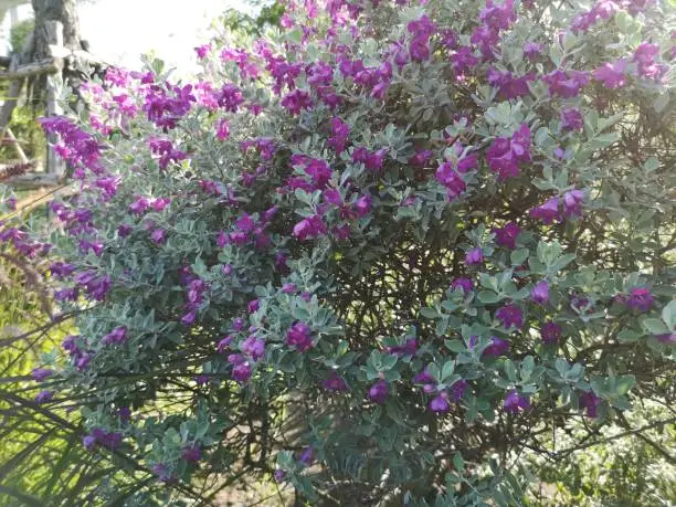Purple flower Barometer Bush, Purple Sage, Texas Ranger, Silverleaf, Ash plant blooming in garden nature background