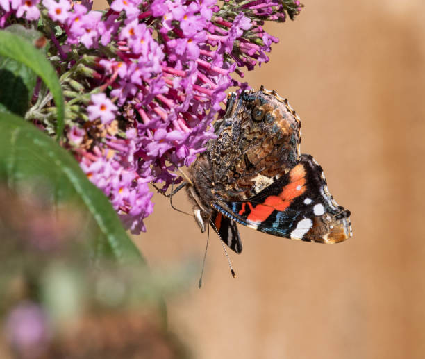 istock Red Admiral Butterfly on Buddleia Flower 1256327459