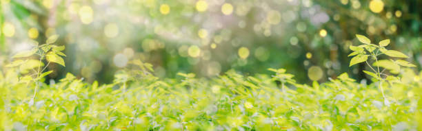 istock web banner relax in nature from tropical forest with sunlight in spring season 1256328229