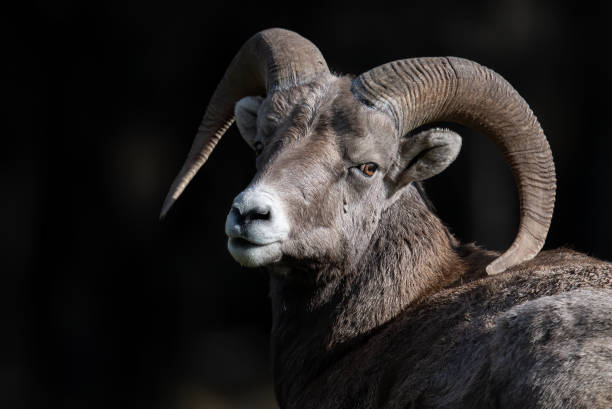 istock Bighorn Sheep in Canada 1256328984