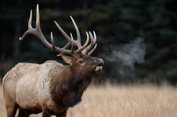 łoś podczas rut - alberta canada animal autumn zdjęcia i obrazy z banku zdjęć