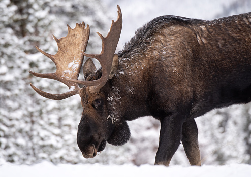 Moose in Jasper Canada in Winter