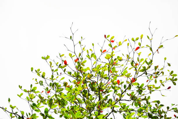 Tropical Almond leaf  on branches spring season on isolated background