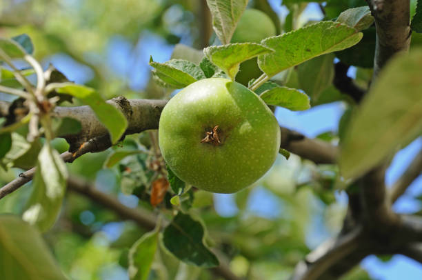 istock green apple on a tree on a background of green leaves 1256330125