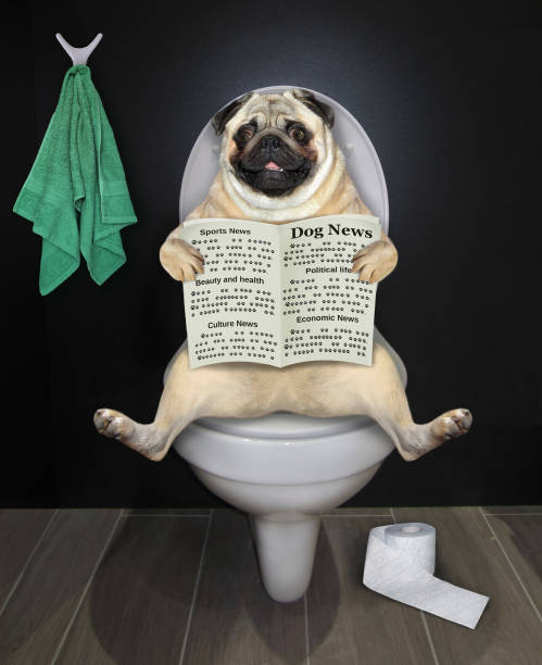 istock Pug reads newspaper on toilet bowl 1256331385