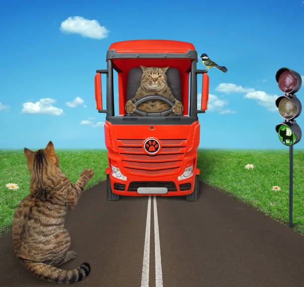 istock Cat hitchhiking along road 1256331389