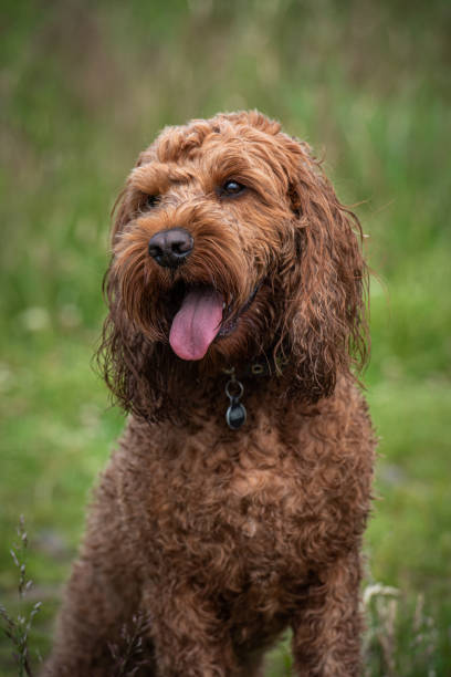 istock Cockapoo sitting in field of grass 1256331628