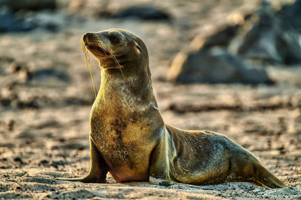istock sea lion cub beach Galapagos Ecuador 1256331986