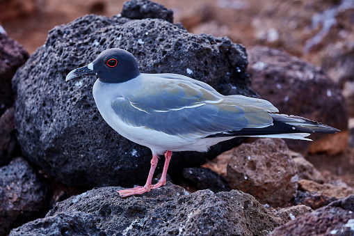 swallow tailed gull Creagrus furcatus north seymour island Galapagos in Ecuador south america