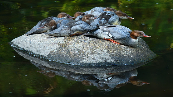 Common merganser mother (farthest right) resting on a boulder in Connecticut's Bantam River with her brood of seven (the one way in the back is not visible)