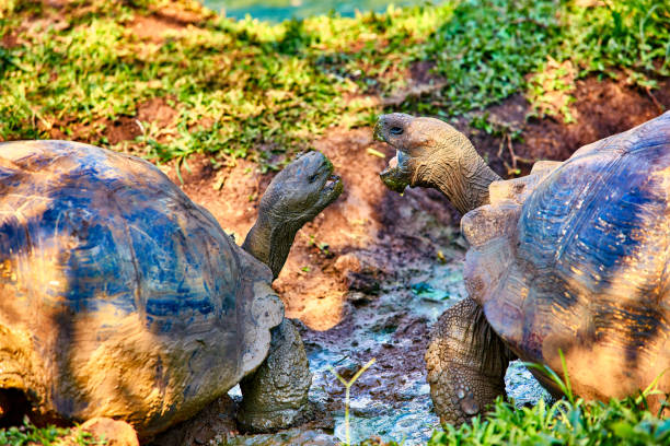istock giant turtle santa cruz island Galapagos Ecuador 1256332075