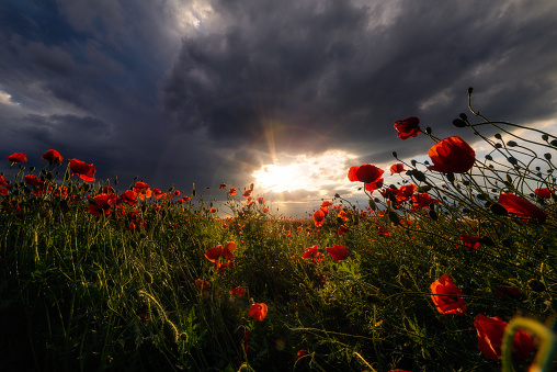 Amazing scene with the sun breaching the storm clouds on a rainy day in a poppy field with some dramatic rain clouds