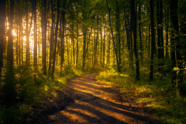Beautiful fantasy forest in the morning with a dirt road crossing it with sunbeams falling on the ground stock photo