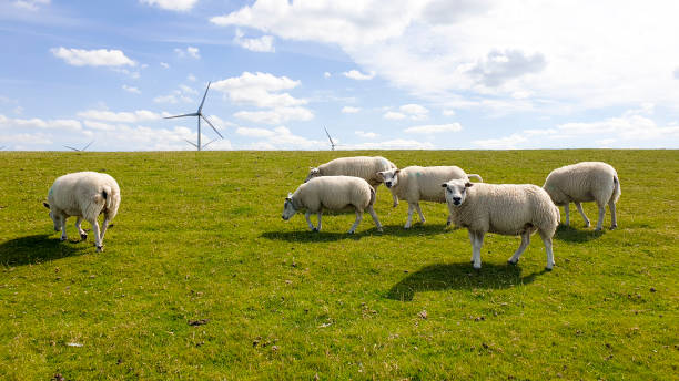 Rebaño de ovejas, aerogeneradores y paisajes nubosos - foto de stock