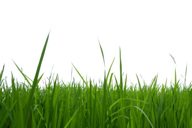 istock Blurred paddy field in a land on white isolated background for green foliage backdrop 1256334381